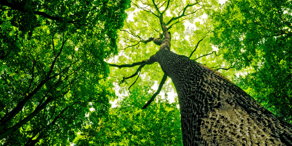 website_esg_arbore de mediu